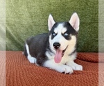 Small #4 Siberian Husky