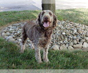 Mother of the Labradoodle puppies born on 02/26/2025