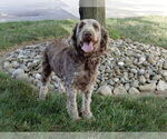 Small Photo #1 Labradoodle Puppy For Sale in MILLERSBURG, OH, USA