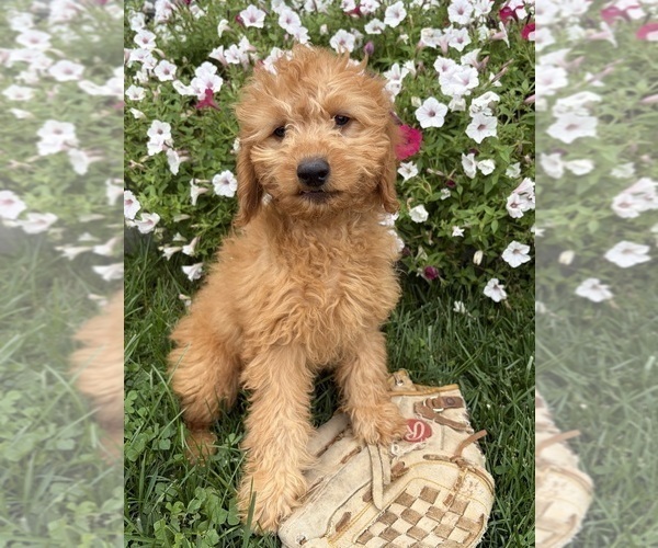 Medium Photo #2 Goldendoodle mix (+ Poodle Miniature) Puppy For Sale in MIDDLEBURY, IN, USA