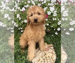 Pumpkin - Female Goldendoodle mix (+ Poodle Miniature) Puppy for Sale - Photo #2
