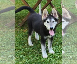Huskies -Unknown Mix Dogs for adoption in SHERBURNE, NY, USA