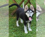 Small Huskies  Mix