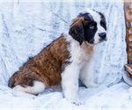 Puppy 4 Saint Bernard