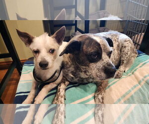 Moe - Male Chihuahua-Unknown Mix Dog for Adoption - Photo #7
