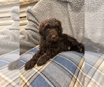 Puppy 2 Poodle (Standard)-Portuguese Water Dog Mix
