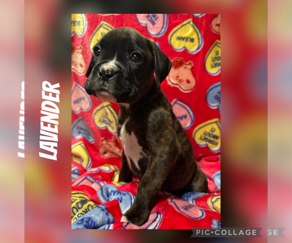 Medium Photo #2 Boxer Puppy For Sale in RALEIGH, NC, USA