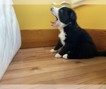 Small Photo #28 Border Collie Puppy For Sale in KANSAS CITY, MO, USA