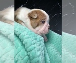 Small Photo #60 Boston Terrier Puppy For Sale in TULARE, CA, USA