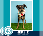 Small #8 Feist Terrier Mix
