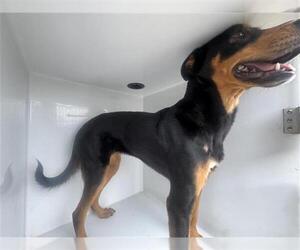 Rottweiler-Unknown Mix Dogs for adoption in Houston, TX, USA