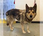 Small German Shepherd Dog Mix