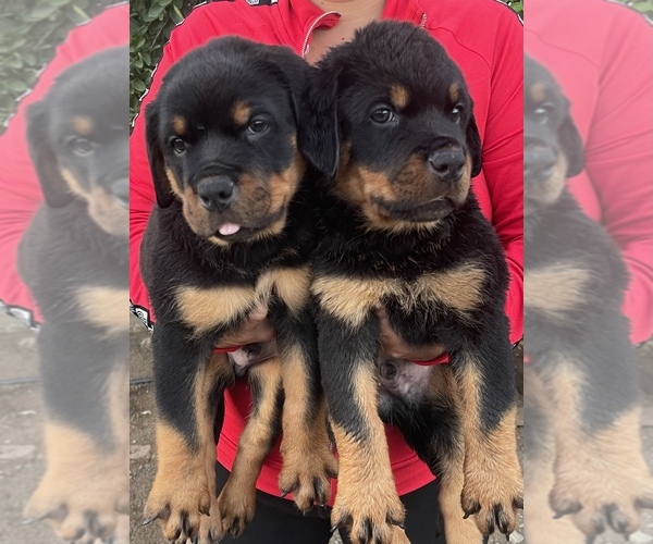 Medium Photo #8 Rottweiler Puppy For Sale in MIRA LOMA, CA, USA