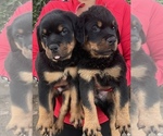 Small Photo #8 Rottweiler Puppy For Sale in MIRA LOMA, CA, USA
