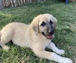 Small Photo #8 Anatolian Shepherd Puppy For Sale in ROBSTOWN, TX, USA