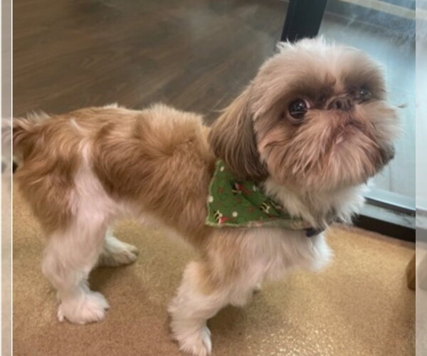Medium Photo #3 Shih Tzu-Unknown Mix Puppy For Sale in Canton, CT, USA