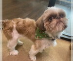 Small #2 Shih Tzu Mix