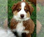 Small Photo #4 Australian Shepherd Puppy For Sale in NEOSHO, MO, USA
