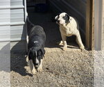 Small Photo #4 Saint Bernard-Unknown Mix Puppy For Sale in Woodsfield, OH, USA