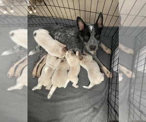 Australian Cattle Dog Puppy for sale in ALBERTSON, NC, USA