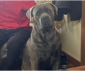 Father of the Cane Corso puppies born on 01/10/2024