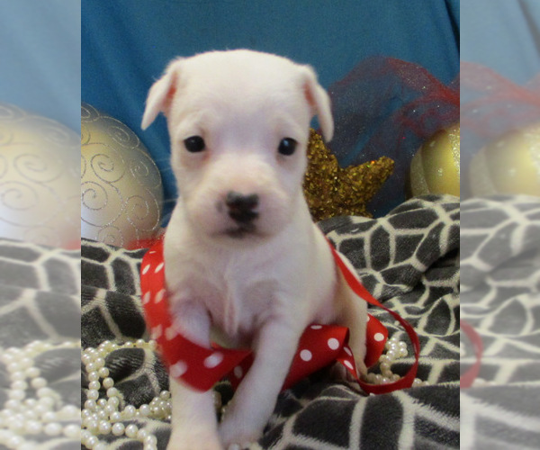 Medium Photo #2 Jack Russell Terrier Puppy For Sale in FOYIL, OK, USA