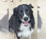 Small Photo #1 Border Collie Puppy For Sale in BRISTOW, OK, USA