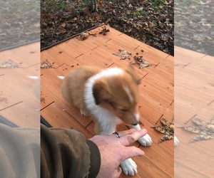 Collie Puppy for sale in KENANSVILLE, NC, USA