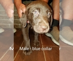 Small Photo #1 Labrador Retriever Puppy For Sale in CATAWISSA, MO, USA