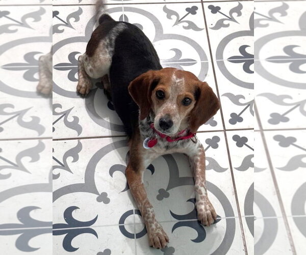 Medium Photo #6 Beagle Puppy For Sale in Dunnellon, FL, USA