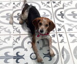 Small #5 Beagle