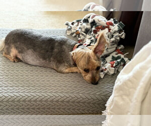 Medium Photo #3 Mutt Puppy For Sale in Wheaton, IL, USA