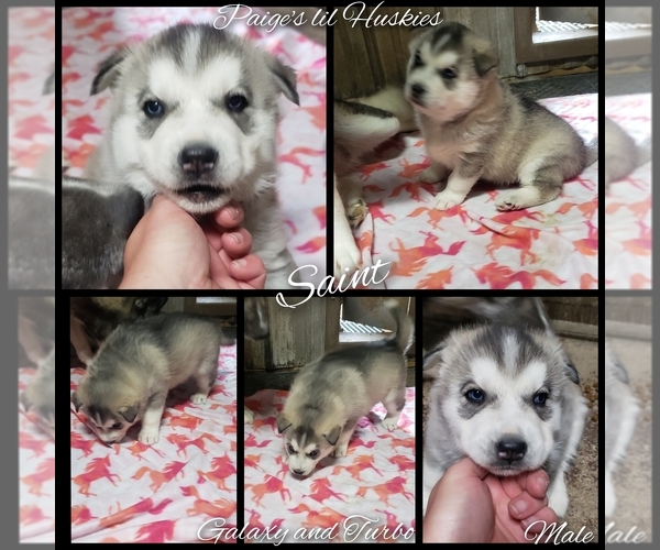 Full screen Photo #1 Siberian Husky Puppy For Sale in BLOOMFIELD, IN, USA