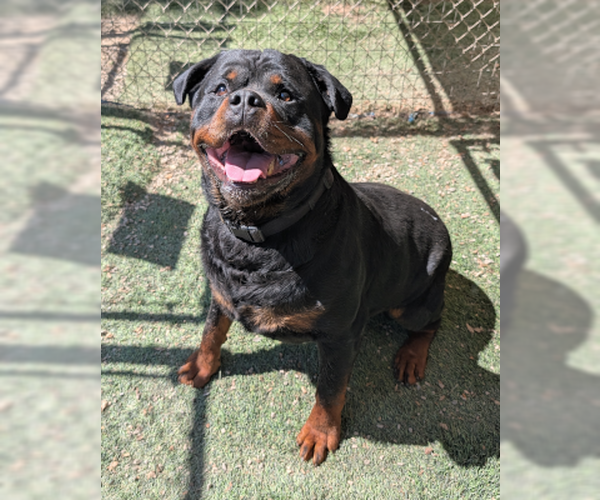 Medium Photo #4 Rottweiler-Unknown Mix Puppy For Sale in Ventura, CA, USA
