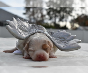 Miniature Australian Shepherd Puppy for sale in PALM COAST, FL, USA