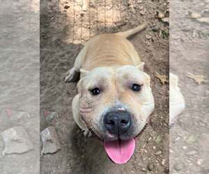 Mutt Dogs for adoption in Hillsboro, NH, USA