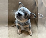 Small Photo #2 Australian Cattle Dog Puppy For Sale in MYRTLE BEACH, SC, USA
