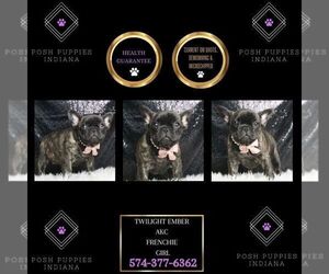 French Bulldog Puppy for sale in WARSAW, IN, USA