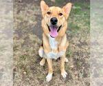 GOJI - Male German Shepherd Dog Dog for Adoption - Small photo