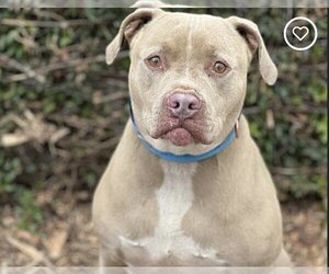 American Staffordshire Terrier-Dogo Argentino Mix Dogs for adoption in Dana Point, CA, USA