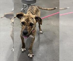Plott Hound Dogs for adoption in Forestville, MD, USA