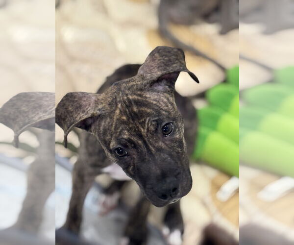 Medium Photo #4 American Staffordshire Terrier-Unknown Mix Puppy For Sale in Sanford, FL, USA