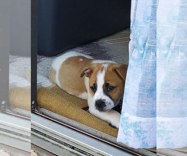 Medium Photo #10 Boxer-Unknown Mix Puppy For Sale in Holly Springs, NC, USA