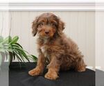 Small Photo #1 Cavapoo Puppy For Sale in LEOLA, PA, USA