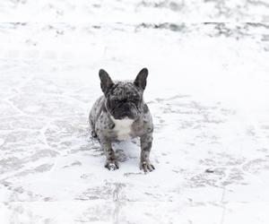 French Bulldog Puppy for sale in MILFORD, IN, USA