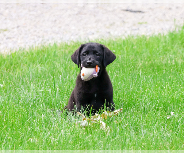 Medium Photo #1 Labrador Retriever Puppy For Sale in SYRACUSE, IN, USA