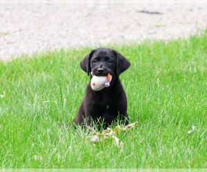 Labrador Retriever Puppy for sale in SYRACUSE, IN, USA