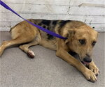 Small Australian Shepherd Mix