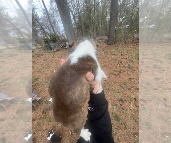 Medium Photo #6 Boston Terrier Puppy For Sale in COVENTRY, RI, USA