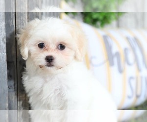 Zuchon Puppy for sale in MOUNT VERNON, OH, USA